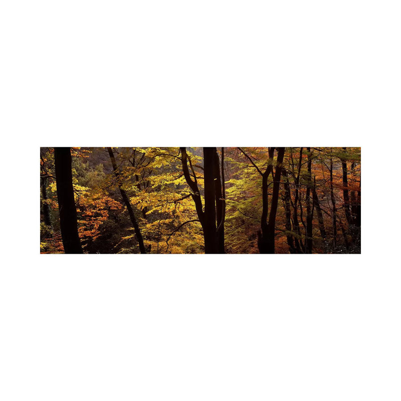 Mid Section View Of Trees, Littlebeck, North Yorkshire, England, United Kingdom by Panoramic Images - Wrapped Canvas Panoramic Print