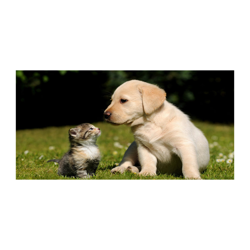 Dog And Cat On The Meadow - No Frame Print on Canvas