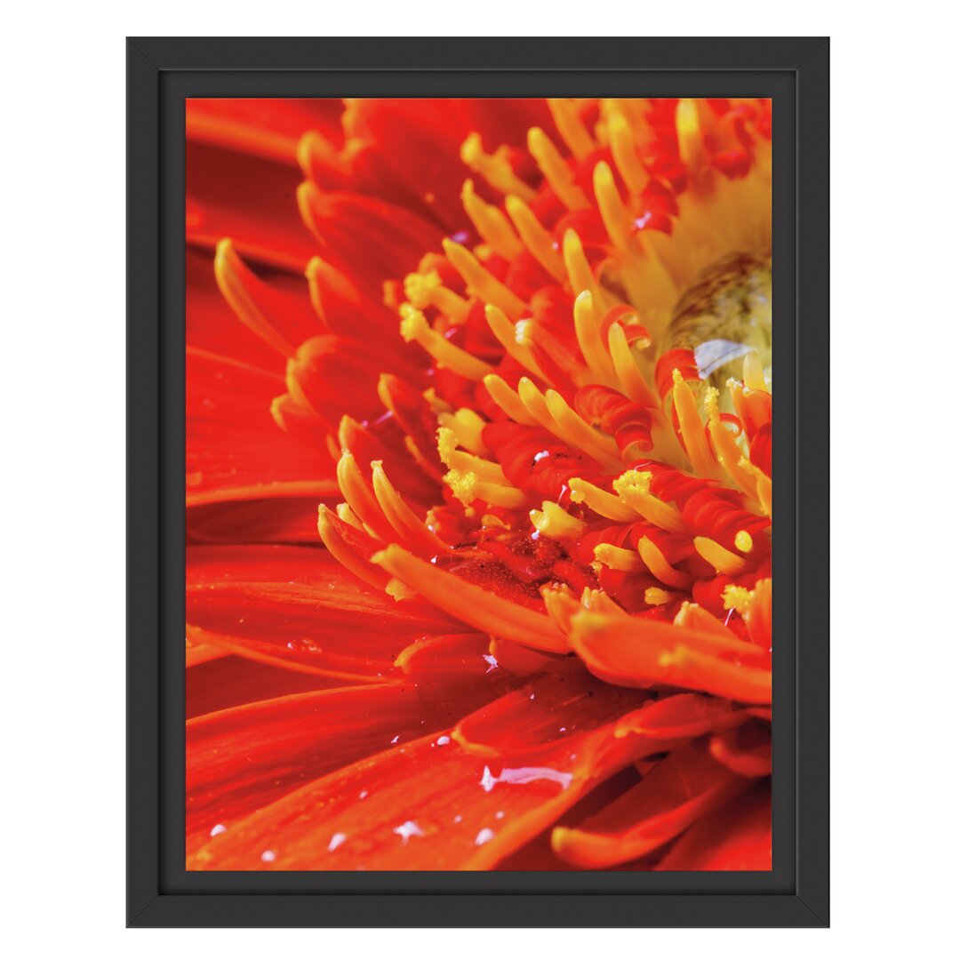 Gerahmtes Wandbild Gerbera mit Wassertropfen