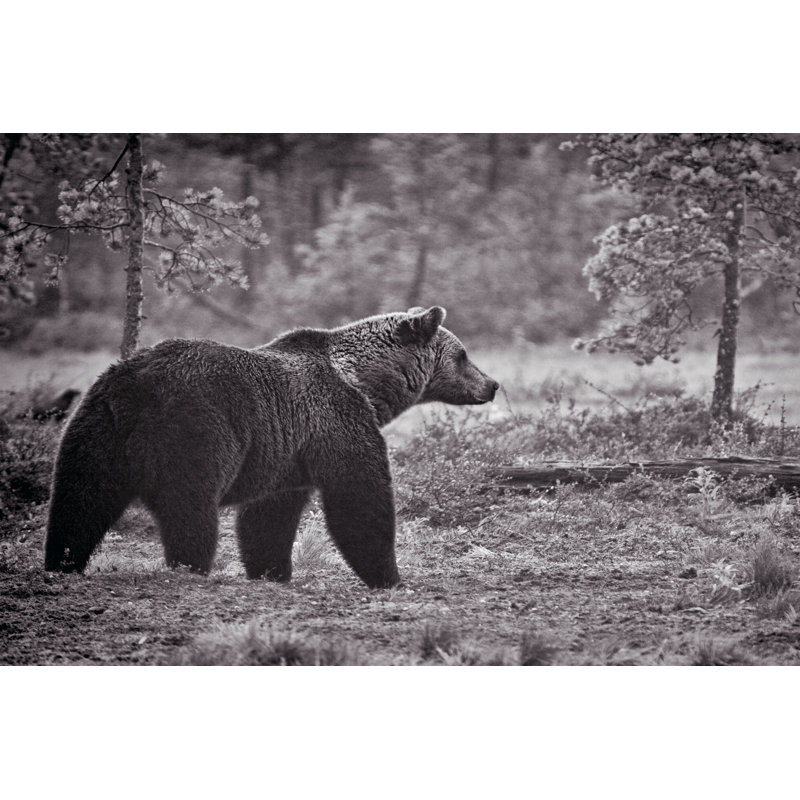 Sentinel - Wrapped Canvas Art Print, 20cm H x 30cm W