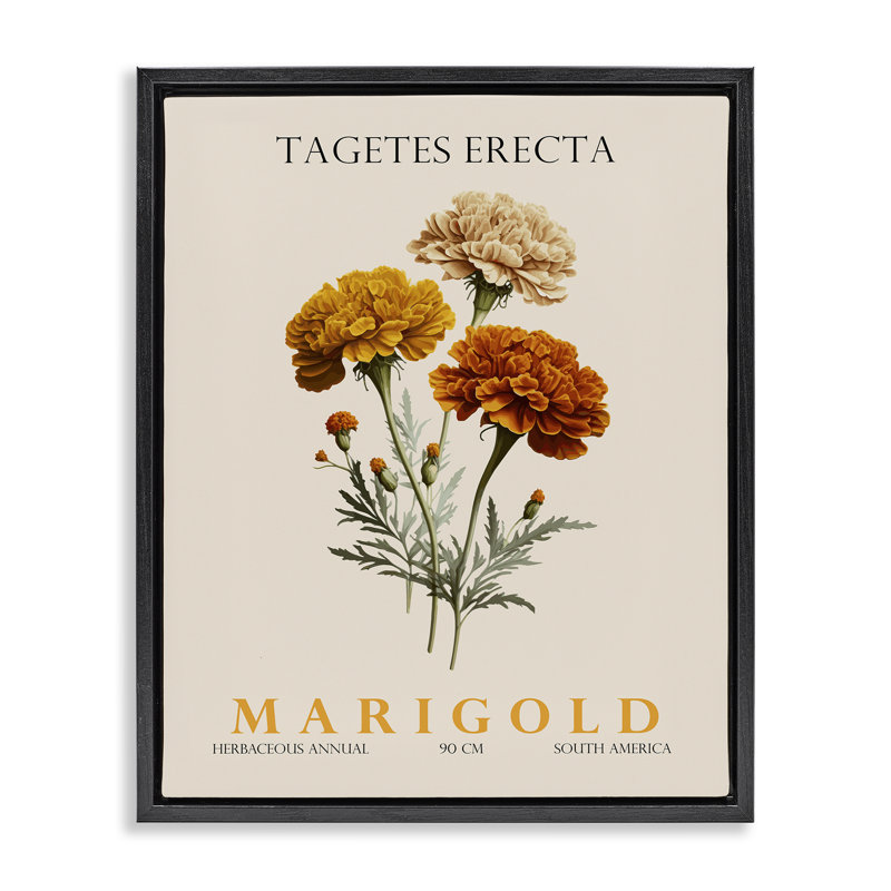 Cadre flottant Natural Marigold Bundle, design par Christopher Giampietro, Cadre flottant noir de jais, H 21 po x l 17 po
