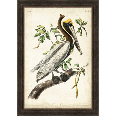 'Brown Pelican' Framed Painting Print