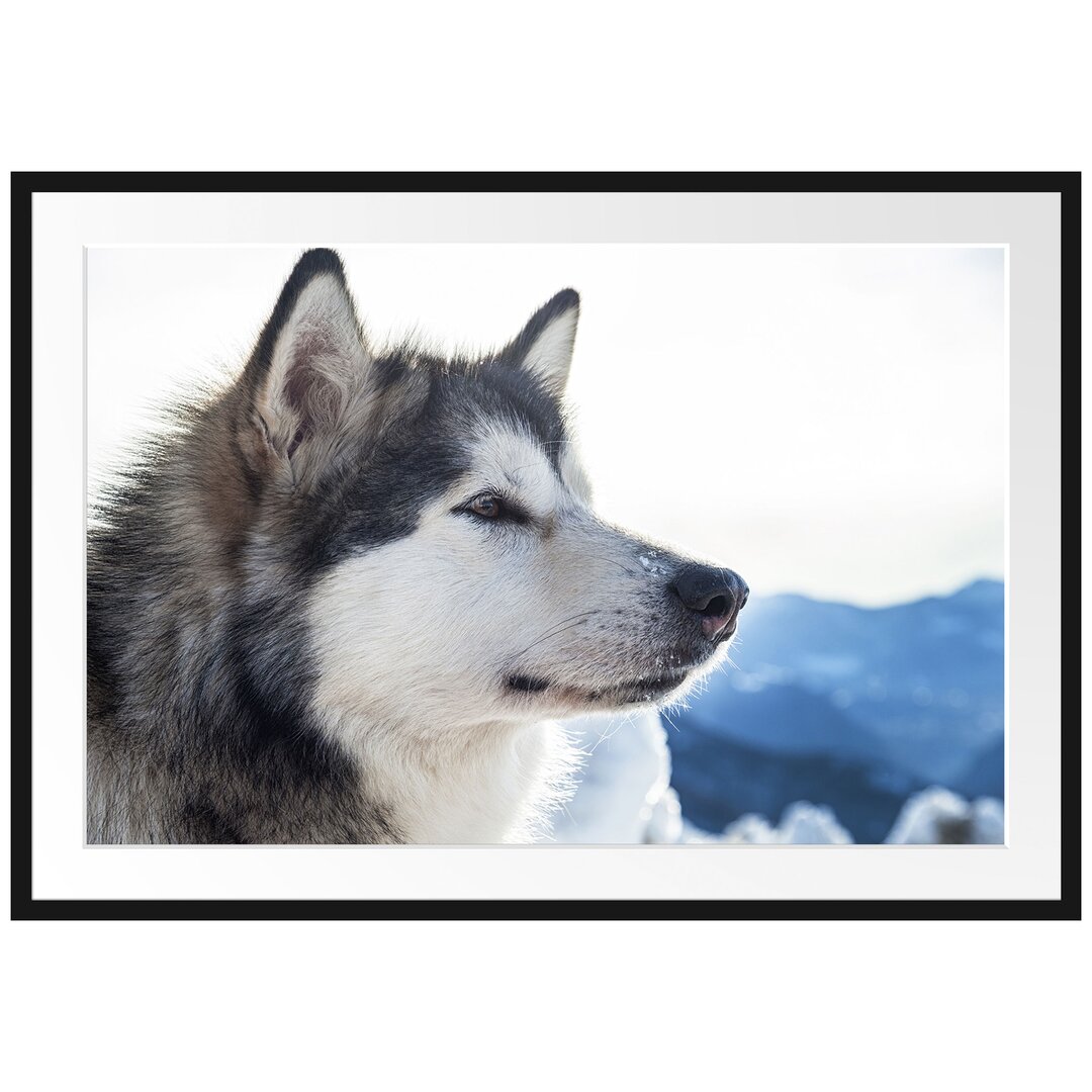 Gerahmtes Poster Süßer Husky im Schnee