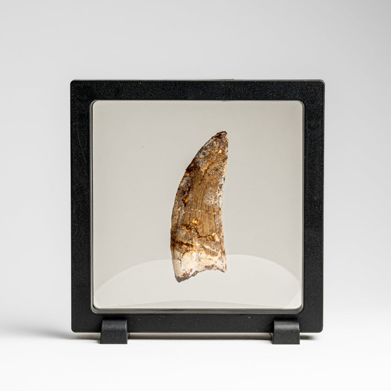 Genuine Mosasaurus Tooth In Display Case (38 Grams)