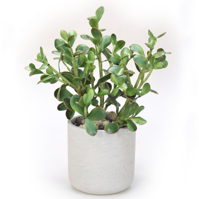 18'' Faux Succulent Plant in Stone Pot