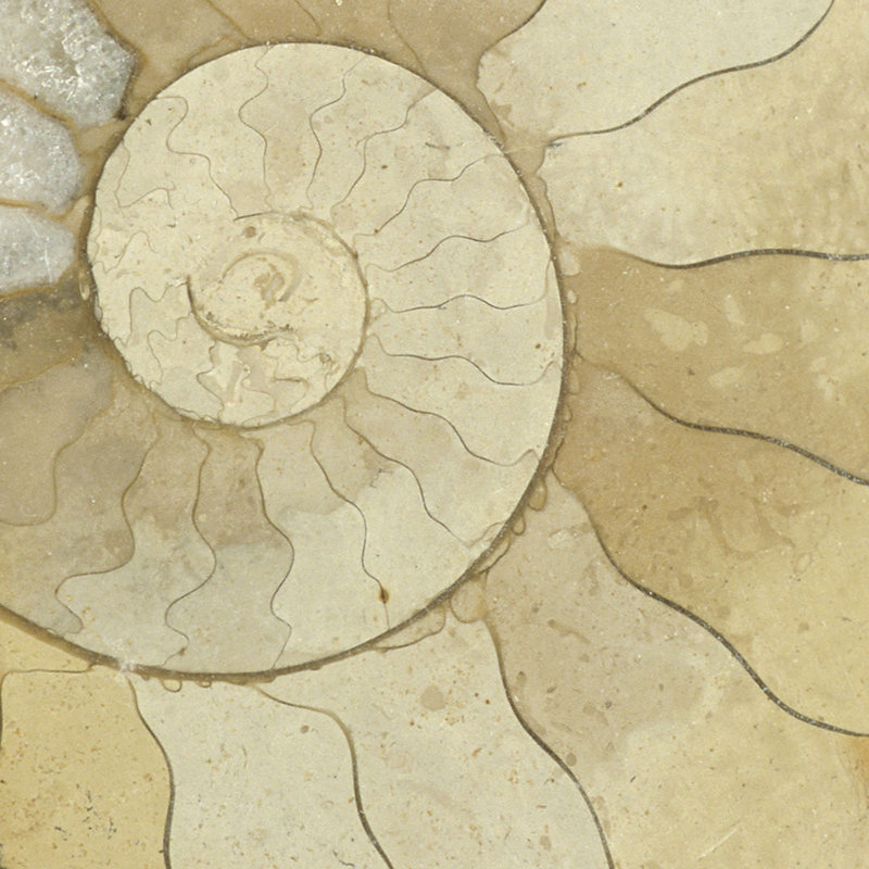 " Organic Elements V ", 12" H x 12" W  