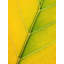 Autumn Leaf Print by Philippe Monthoux-65800711-65800713