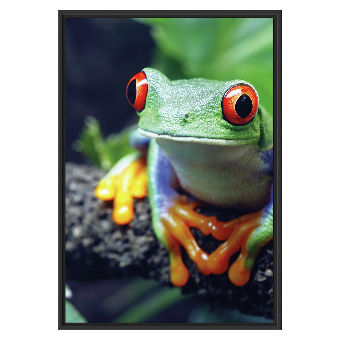 Gerahmtes Wandbild Rotaugenlaubfrosch auf Ast