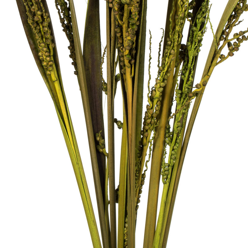 Bahia Spears Plant, Basil