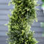 Charleston 90cm Faux Cedar Topiary in Pot