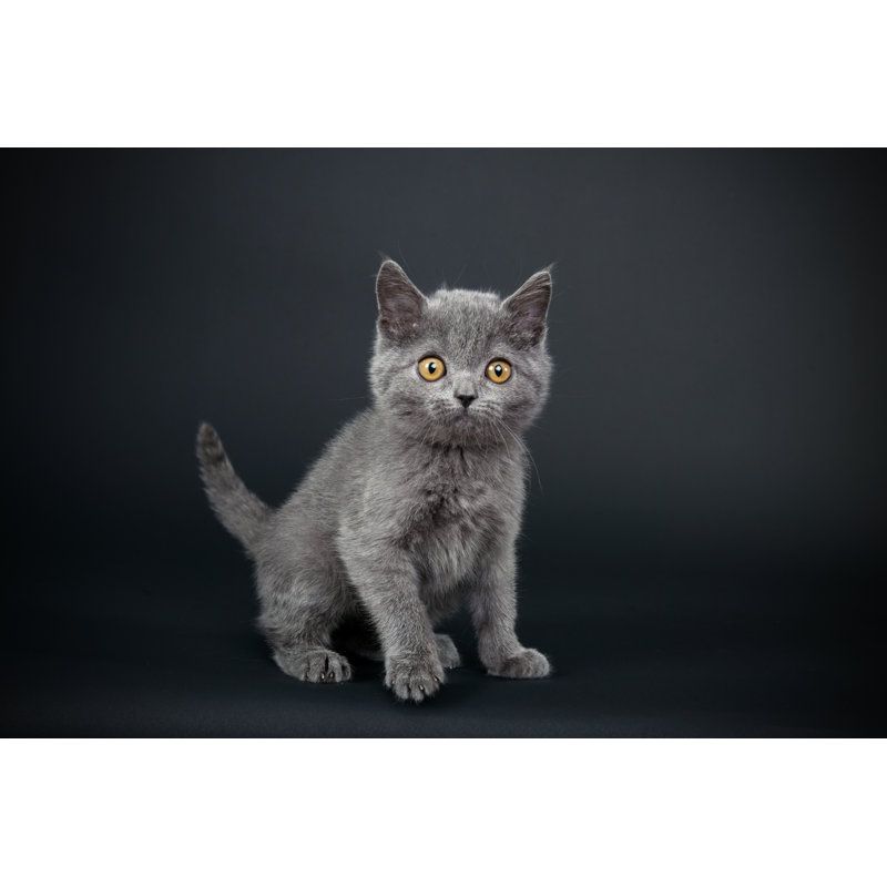 Little Grey Cat by 101cats - Wrapped Canvas Print, 81cm H x 122cm W x 3.8cm D