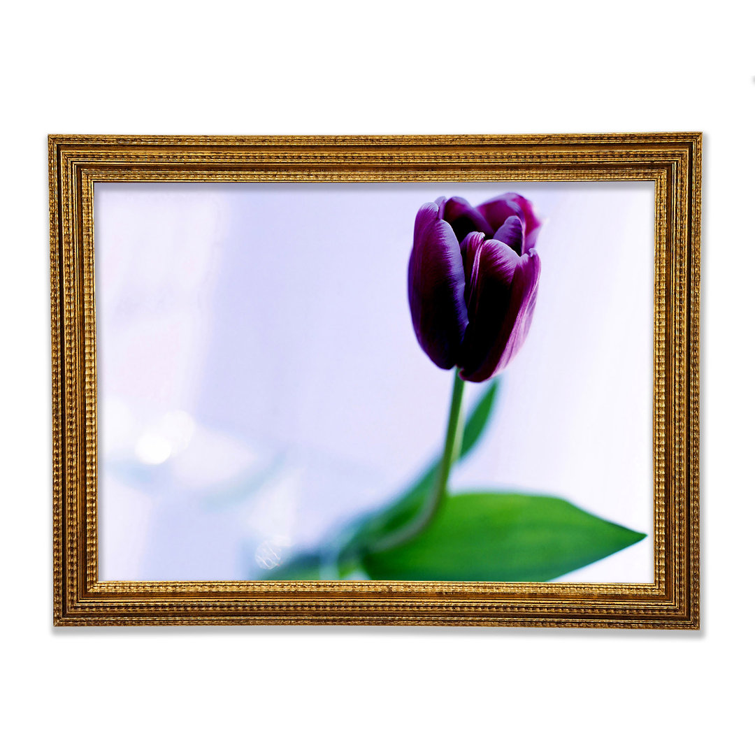 Gerahmtes Leinwandbild Single Purple Tulip