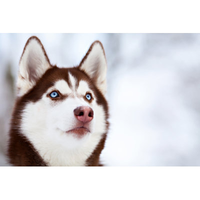 " Brown Husky Dog " by Cassinga