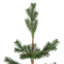 Arbre de Noël pin ponderosa avec base en jute