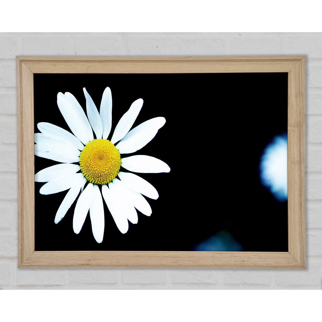 Gerahmtes Leinwandbild Single White Daisy