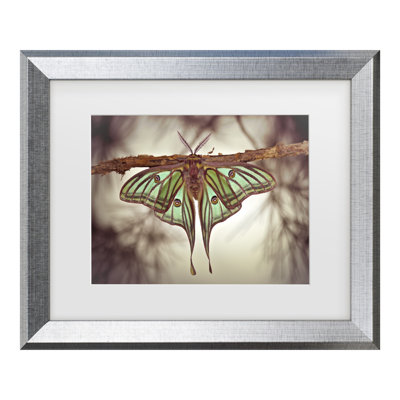 Jimmy Hoffman Mariposa Isabelina