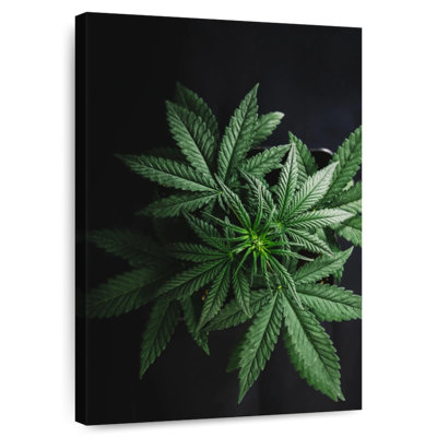 Cannabis Leaves