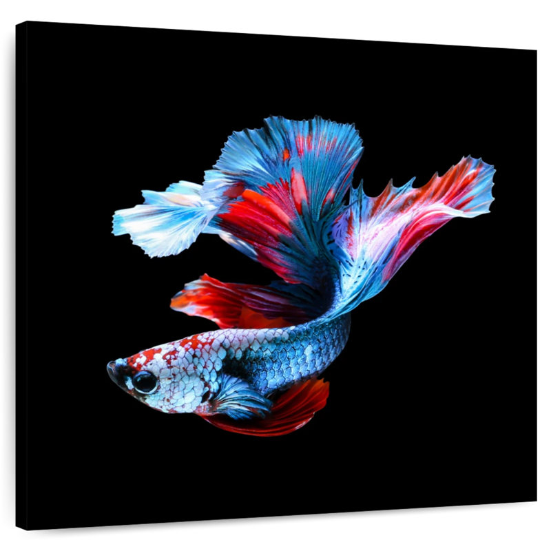 Brampt Elegant Betta Fish, 10" H x 10" W