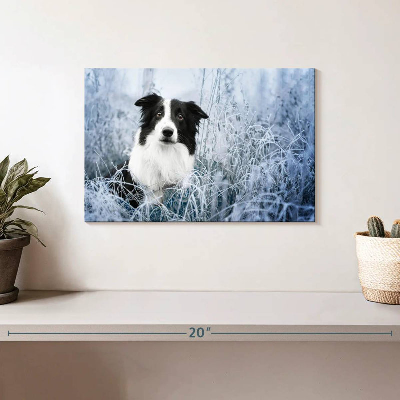 Border collie d'hiver, H 8 po x l 12 po