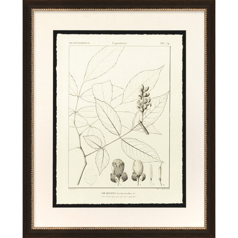Swartzia Print