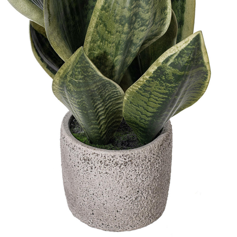 Faux Snake Plant Plant in Cement Artificial