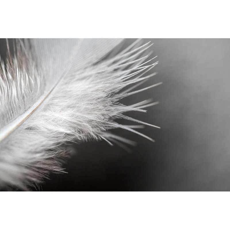 Close Up Of Feather by Yokeetod - Wrapped Canvas Print, 61cm H x 91cm W