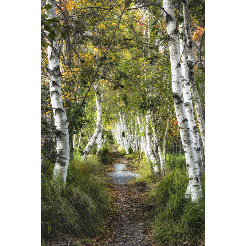 Birch Path I by Danny Head - Photograph, 122cm H x 81cm W, Wrapped Canvas