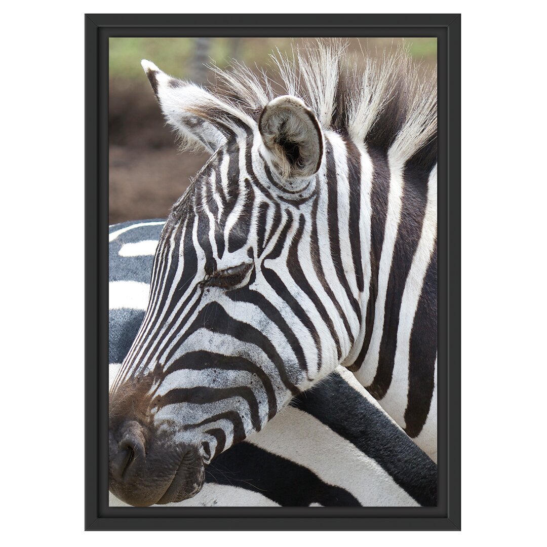 Gerahmtes Wandbild prächtiges Zebra