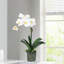 Orchid Arrangement In Square Glass Vase-1926475303