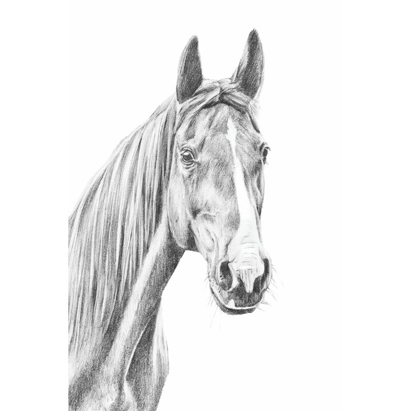 Equine Portrait Sketch I by Annie Warren - Wrapped Canvas Print, 46cm H x 30cm W