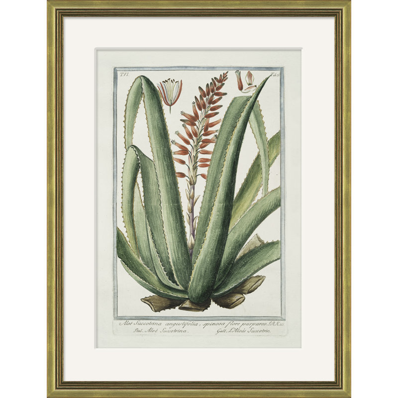 Hortus Romanus 1772-1793 30 Giclee Print