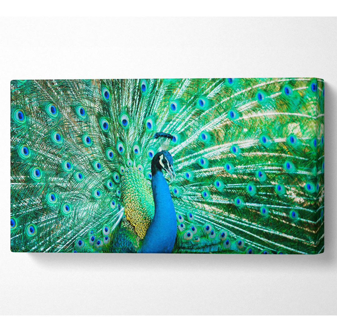 Peacock Feather Glory - Panorama-Kunstdrucke auf Leinwand