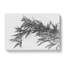 Leaves of a Bamboo Plant in Abstract - Wrapped Canvas-55313589