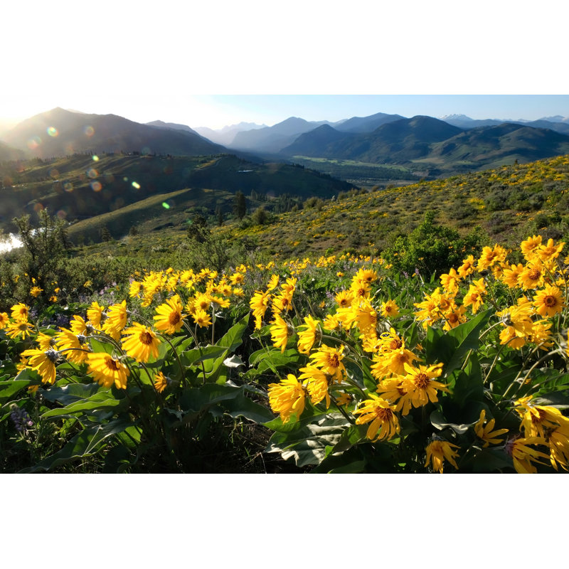 Balsamroot Flowers - Photographie sur toile tendue, H 32 po x l 48 po