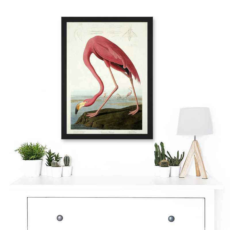 Painting Nature Audubon American Flamingo - Single Picture Frame Art Prints