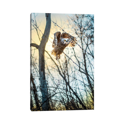 " Owl Flying Through The Forest In The Light Of The Sun " by Nik Rave