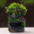 Indoor Waterfall Fountain