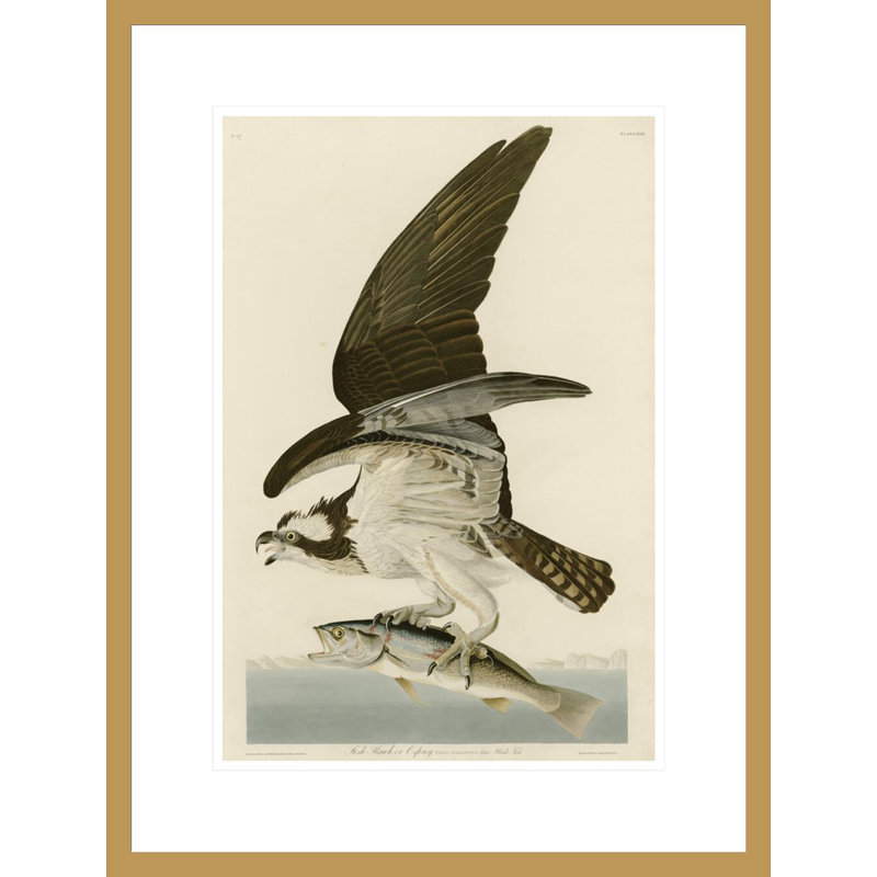 «Fish Hawk or Osprey» par John James Audubon, impression giclée sur cadre, H 21,75 po x l 16,48 po
