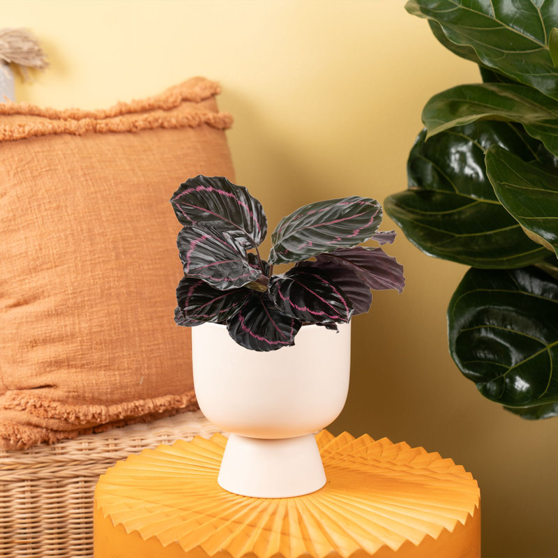Calathea ''Dottie'' in Ceramic Planter