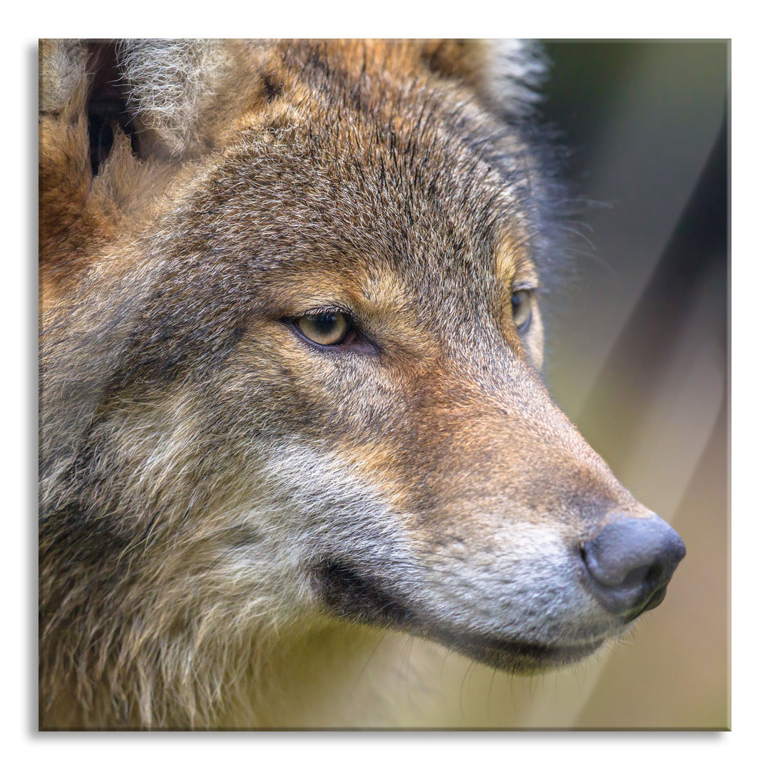 Glasbild Porträt eines europäischen Wolfes