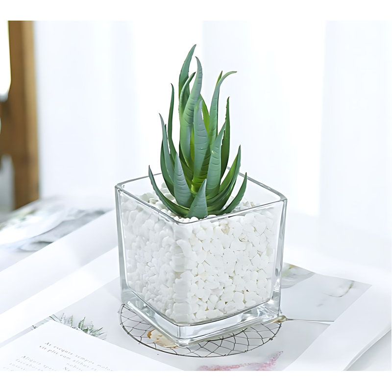 Plante grasse 5,9 po