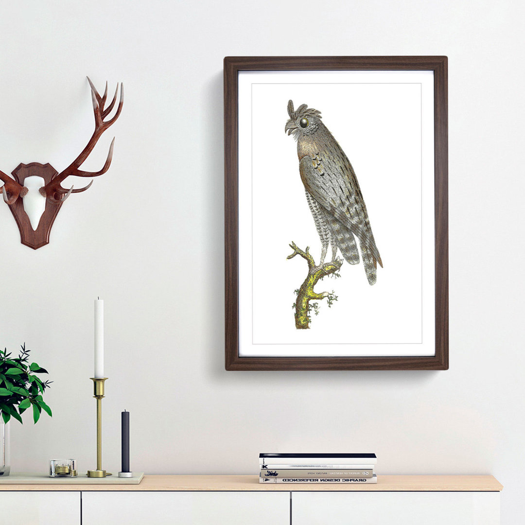 Least Horned Owl by George Shaw - Framed Print