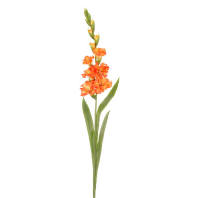 GLADIOLUS STEM