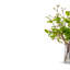 Savoy Greenery Bud Arrangement