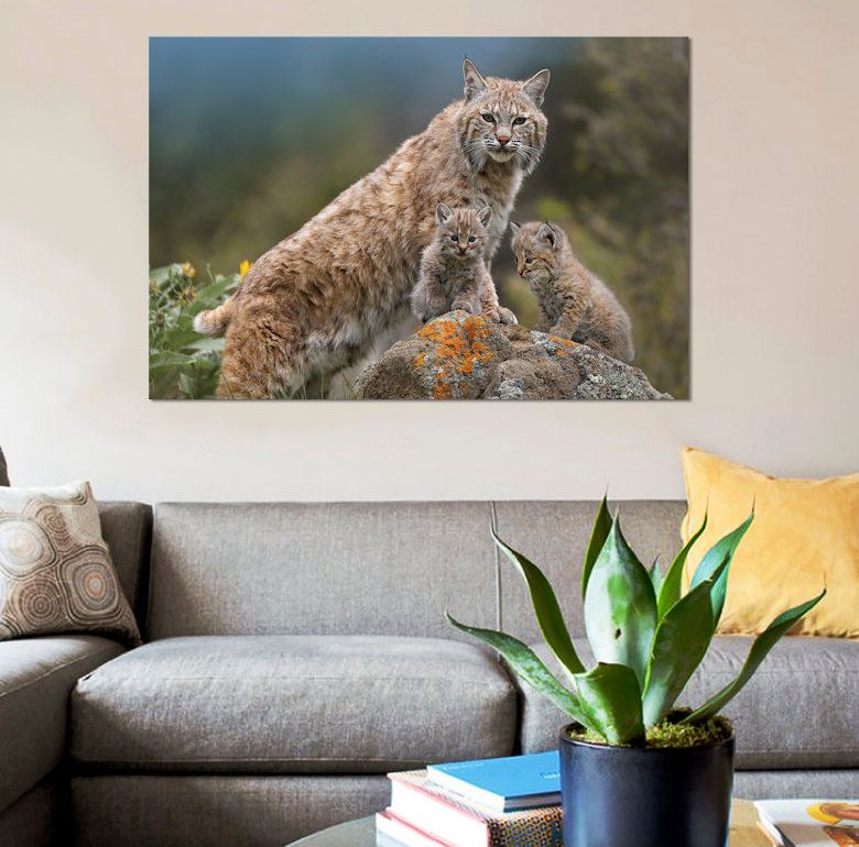 «Bobcat Mother and Kittens, North America», impression sur toile, H 26 po x l 40 po x P 1,5 po