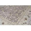 Wool Oriental Area Rug in Taupe/Ivory