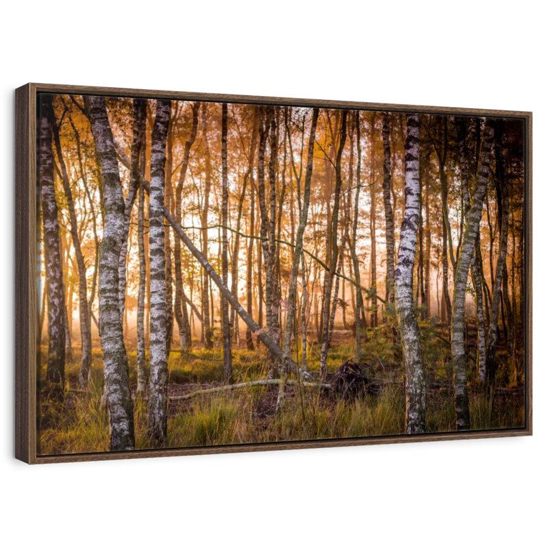 Forêt de bouleaux sombre, 25 po x 17 po, Cadre flottant noyer