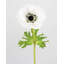 Real Touch Soft Peach Anemone 17.5"-702580128