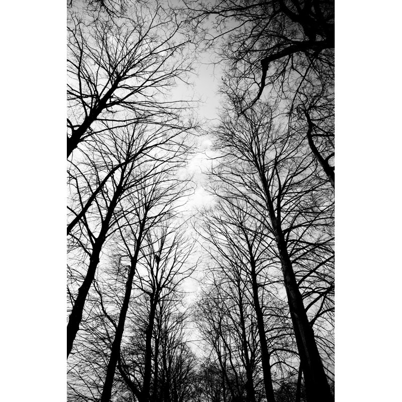 «Bare Trees» - Photographie sur toile tendue, H 18 po x l 12 po