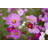 Colourful Flowers by Ooyoo - No Frame Print on Canvas-288477658